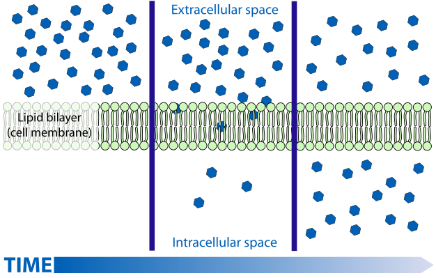 Figure 1.7. A diagram showing diffusion of a small non-polar molecule through a membrane.