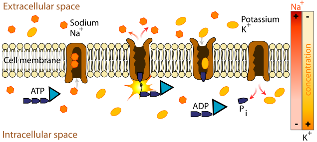 Figure 1.9. Sodium ions passing through a membrane