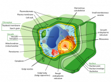 1.1 Eukaryote cells – Plant Anatomy and Physiology