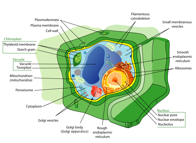 Figure 1.1. Features of a typical plant cell