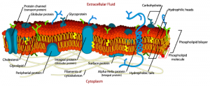 1.3 Cell membrane – Plant Anatomy and Physiology