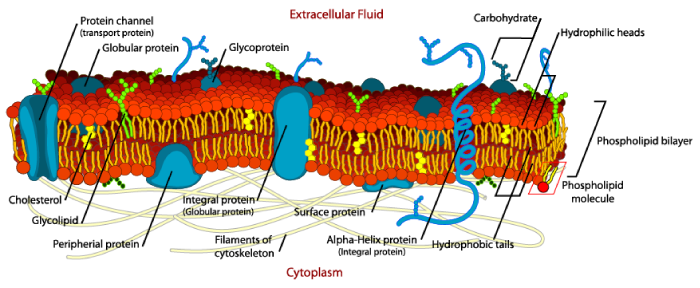 Figure 1.6. The cell membrane of a plant cell