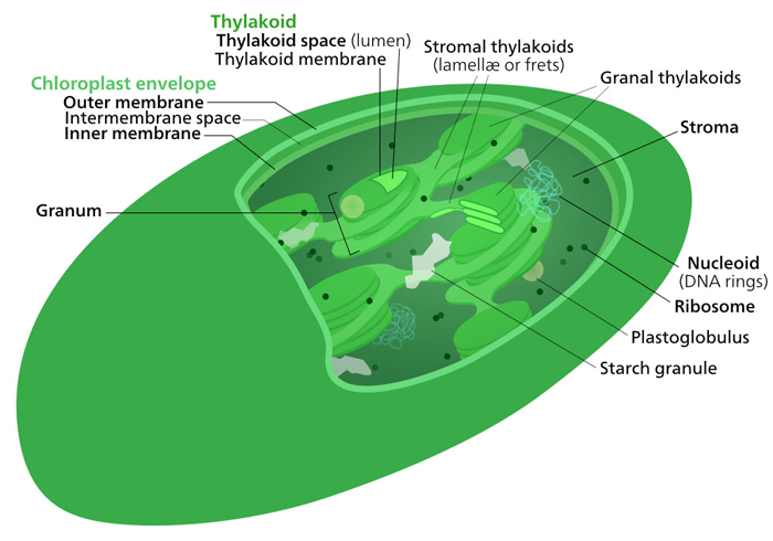 Figure 1.15. Internal membrane structure of a chloroplast within a chloroplast