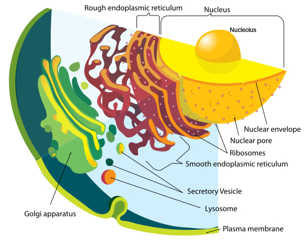 Figure 1.18. Nucleus of a cell showing the nucleolus in the centre of the nucleus, and the nuclear membrane.