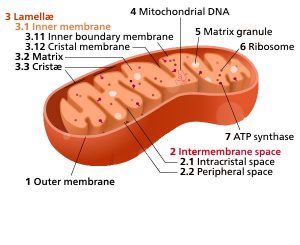 1.7 Mitochondria – Plant Anatomy and Physiology