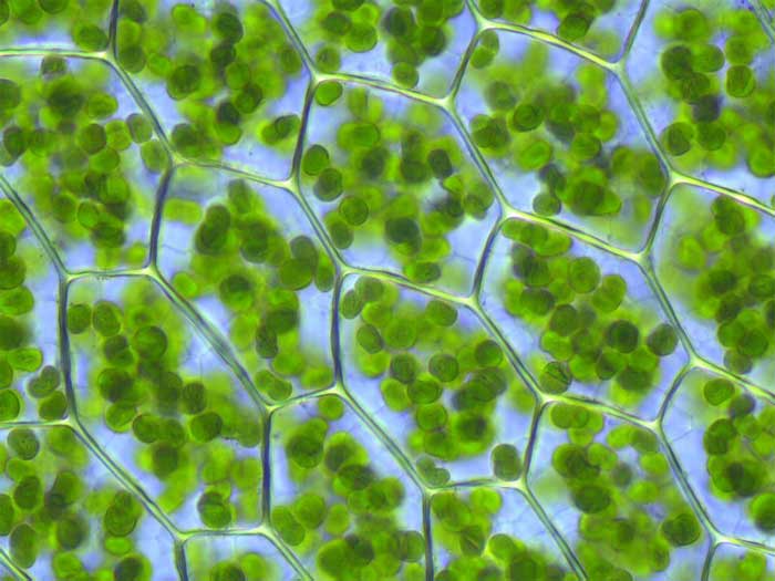 Figure 1.14. Chloroplasts in the leaf cell of a moss, Plagiomnium affine.