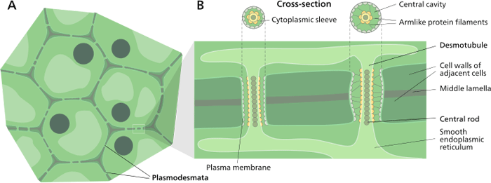 Figure 1.5. Diagram of a plasmodesmata connection between two cells.