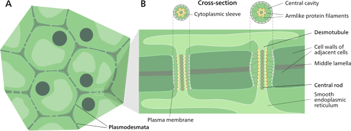 plant cell wall