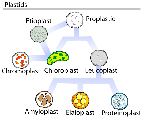Figure 1.16. Other plastids in a plant cell.
