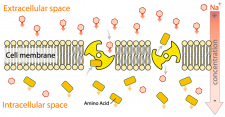 1.3 Cell membrane – Plant Anatomy and Physiology