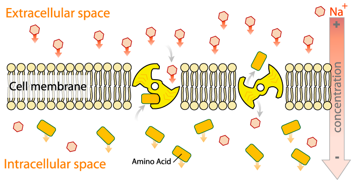 Figure 1.10. Indirect active transport due to a active transport achieving a high sodium concentration