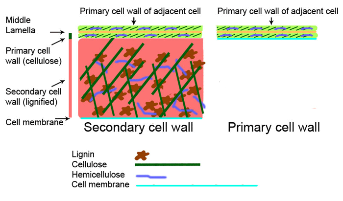 Figure 1.3. Diagrammatic structure of a primary cell wall (top) next to a secondary cell wall (lower left) and a primary cell wall (lower right)