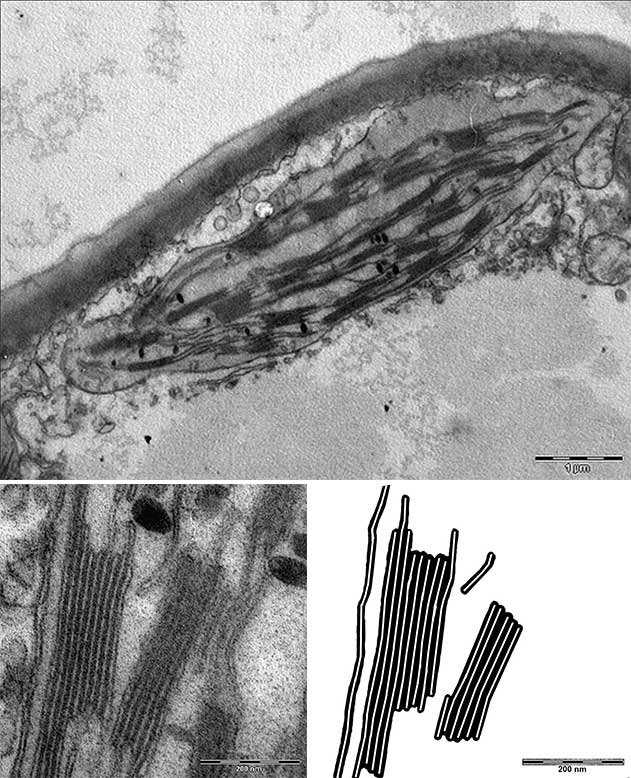 Figure 1.11. Membrane structures in plants