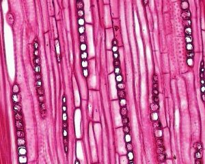 2.3 Vascular tissues and cell types – Plant Anatomy and Physiology