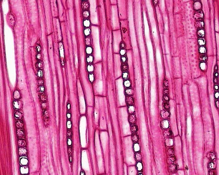 Figure 2.10.b. Tracheids in tangential section in Quercus