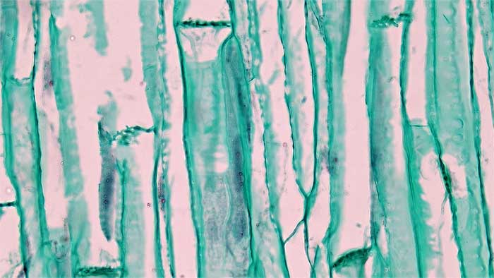 Figure 2.11. Phloem tissue in LS including sieve cells and companion cells