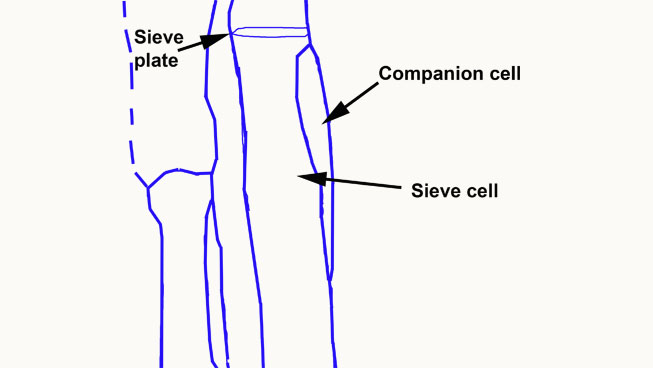 Figure 2.12. Diagram shows location of a narrow companion cell alongside a sieve cell and the sieve plate connecting two of the sieve cells