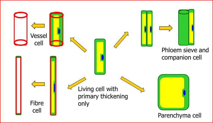 Figure 2.13. Development of a procambium cell into various vascular tissue cell types.