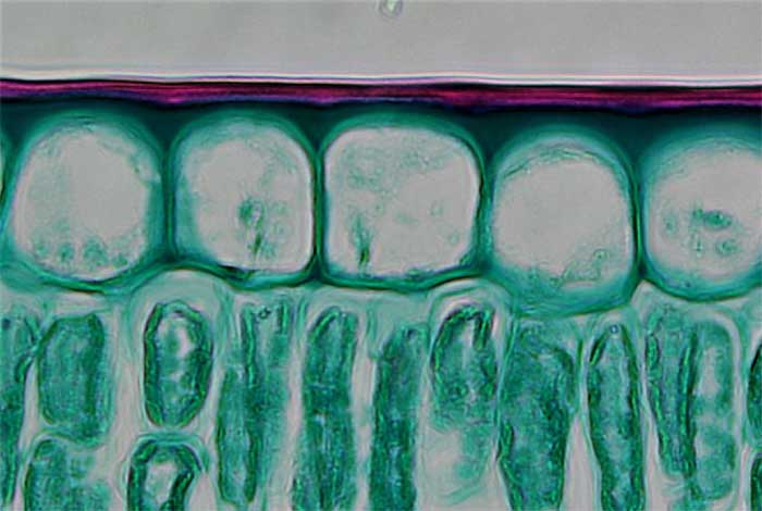 Figure 2.14. Cuticle (red stained) and the underlying square dermal cells on the upper surface of a mesophyte leaf.