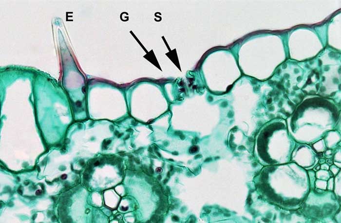 Figure 2.15. Stoma (S), (plural stomata) on the upper surface of a mesophyte leaf, in the middle of two guard cells (G).