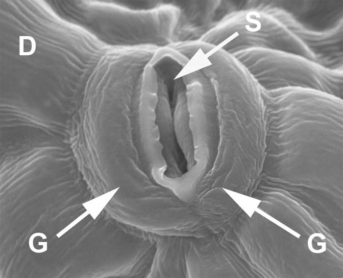 Figure 2.16. Stomate on the surface of a sunflower leaf