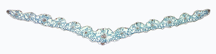 Figure 2.1.a. Tissue systems in a leaf (micrograph)