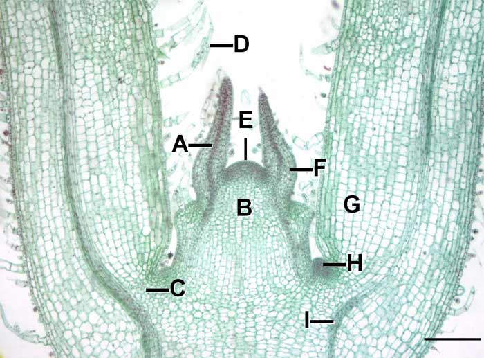 Figure 2.2. Apical meristem of Coleus.