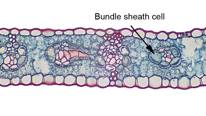 3.15.b. Zea mays bundle sheath cells