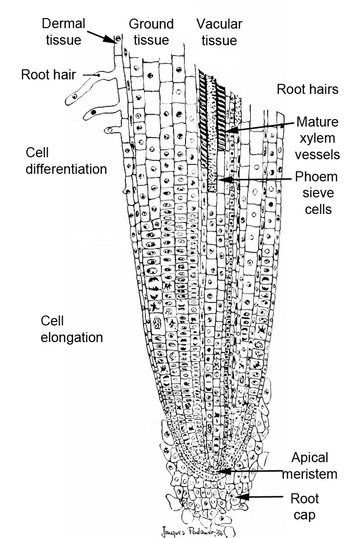 Diagram of the structures of and areas of a developing root.
