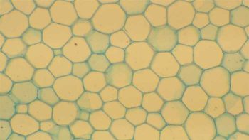 2.2 Ground tissues – Plant Anatomy and Physiology