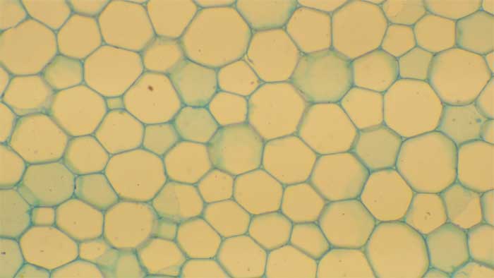 Figure 2.3.b. Parenchyma cells with blue green thin cellulose cell walls