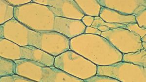 2.2 Ground tissues – Plant Anatomy and Physiology