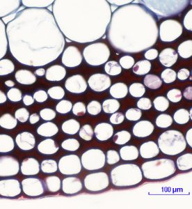 collenchyma cells in plants