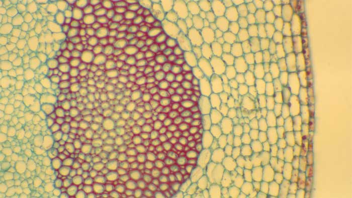 Figure 2.6.a. Sclerenchyma cells with thick cells walls that are stained red due to lignin in the cell walls