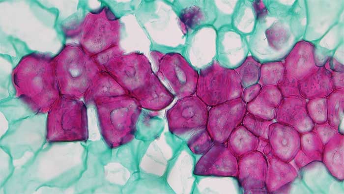 sclerenchyma tissue structure