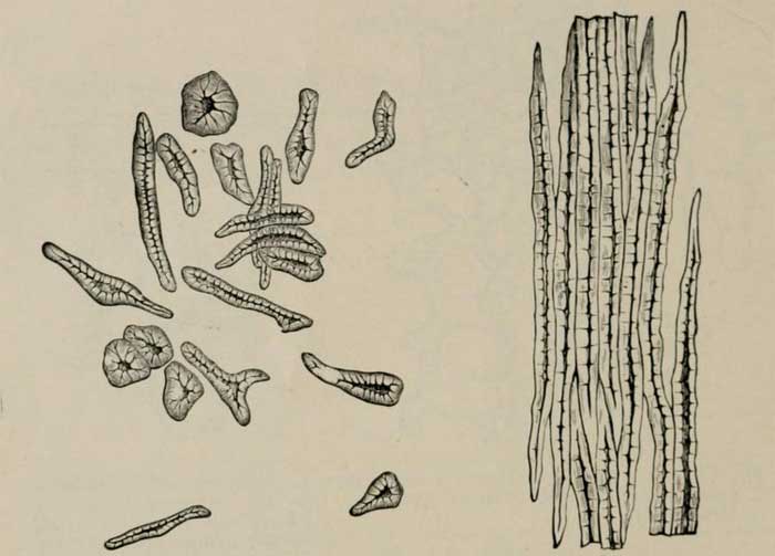 Figure 2.7. Drawings of stone cells from the coconut shell and fiber cells from the bark of Sambucus nigra.