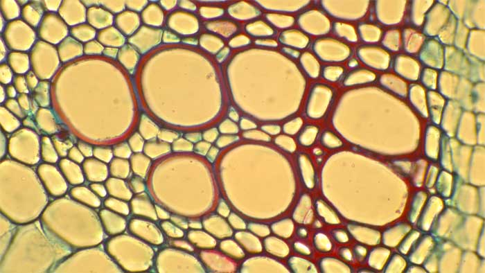 Figure 2.8. Large xylem vessel cells with thick red-stained lignified cell walls.