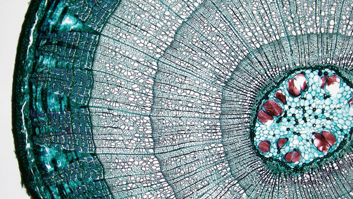 Figure 3.5. Tilia 3 growth rings