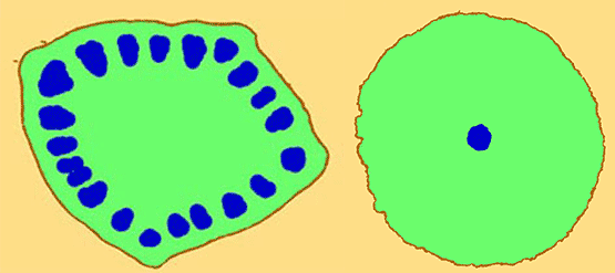 Figure 2.1.d. Herbaceous Dicot Stem: Younger Trifolium (diagram)