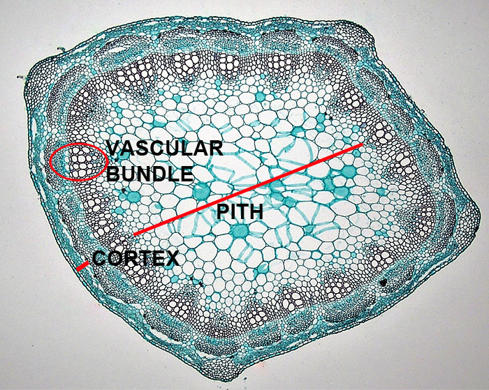 Figure 3.1 Stem of a dicotyledon plant with only primary tissues