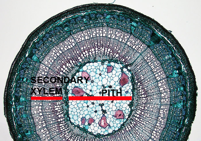 Figure 3.3. Stem of a dicotyledon plant with secondary tissues.