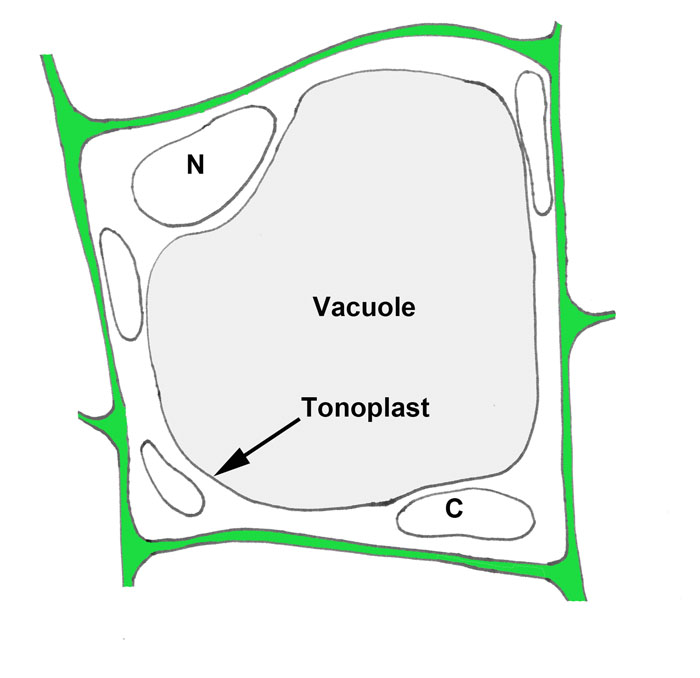 Figure 1.20. Diagram of a cell with multiple small vacuoles (above) and a large central vacuole (below). The vacuole is surrounded by the tonoplast membrane.