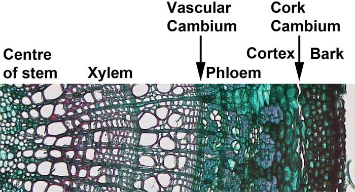 Figure 3.4. Vascular cambium