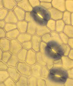 Figure 2.19. Stomata across the surface of the epidermis of the leaf of Tradescantia pallida.