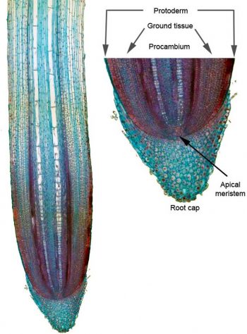 3.3 Roots – Plant Anatomy and Physiology